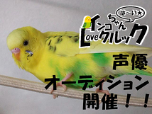 『インコちゃんハ〜イ★loveクルック〜