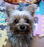 シロ