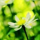 ちゃけ