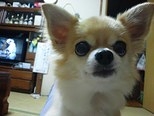 碧