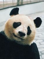 大熊猫