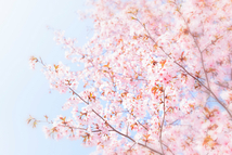 桜プロジェクト