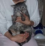 おにぎりちーたん