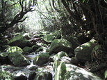 yakushima