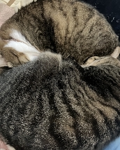 迷い猫
