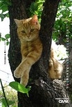 nya**nya