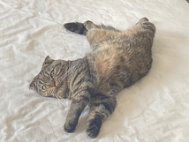にゃんちゅう