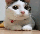 じじゆう
