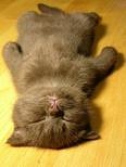yut*kat*i1*an