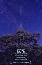 夜桜